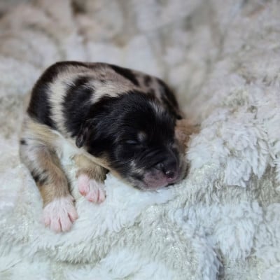 Les chiots de Berger Australien