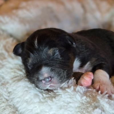 Les chiots de Berger Australien