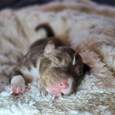 Les chiots de Berger Australien