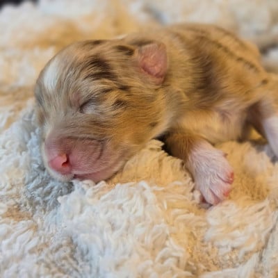 Les chiots de Berger Australien
