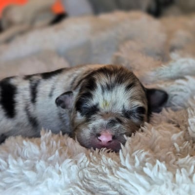 Les chiots de Berger Australien