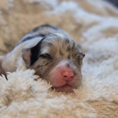 Les chiots de Berger Australien