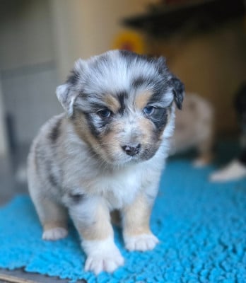 Les chiots de Berger Australien