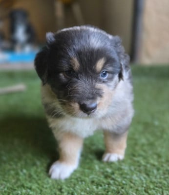 Les chiots de Berger Australien