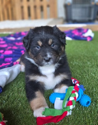Les chiots de Berger Australien