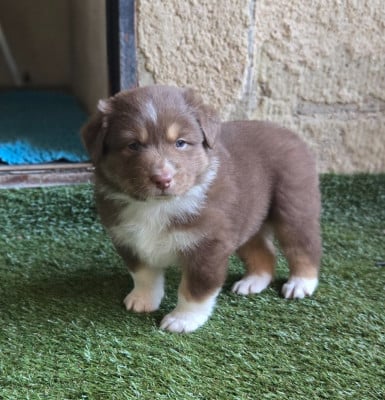 Les chiots de Berger Australien
