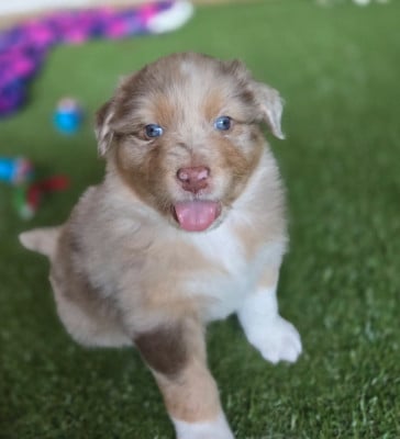 Les chiots de Berger Australien