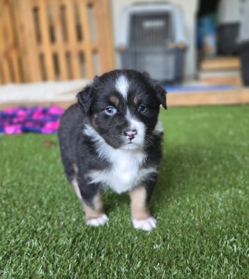 Les chiots de Berger Australien