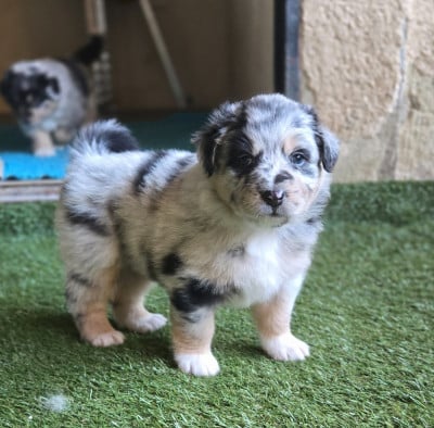 Les chiots de Berger Australien