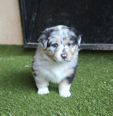 Les chiots de Berger Australien