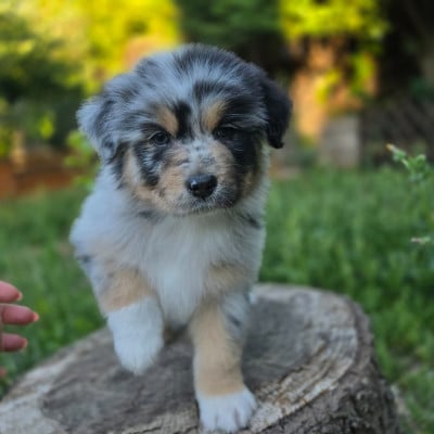 Les chiots de Berger Australien
