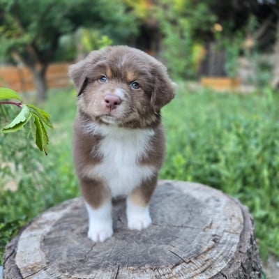 Les chiots de Berger Australien