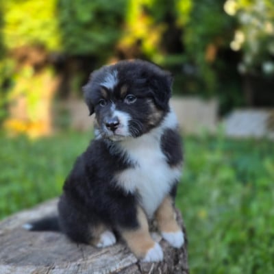 Les chiots de Berger Australien