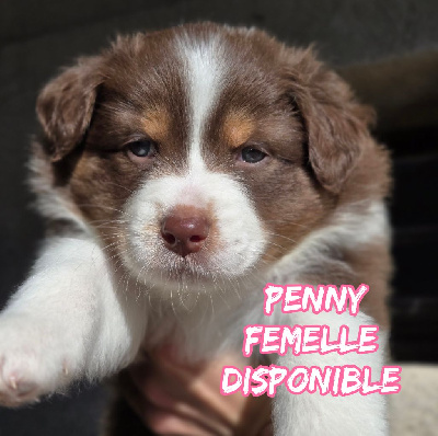 Les chiots de Berger Australien