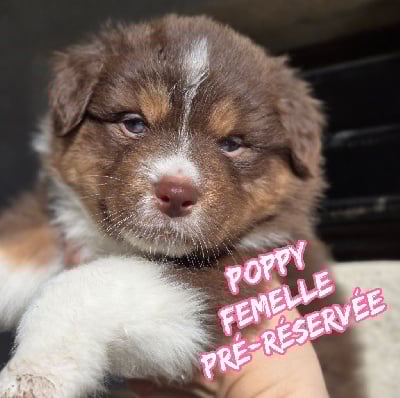 Les chiots de Berger Australien