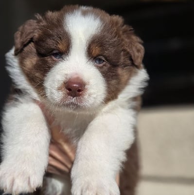 Les chiots de Berger Australien