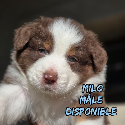 Les chiots de Berger Australien