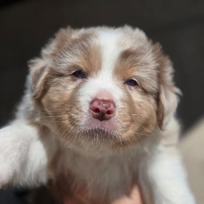 Les chiots de Berger Australien