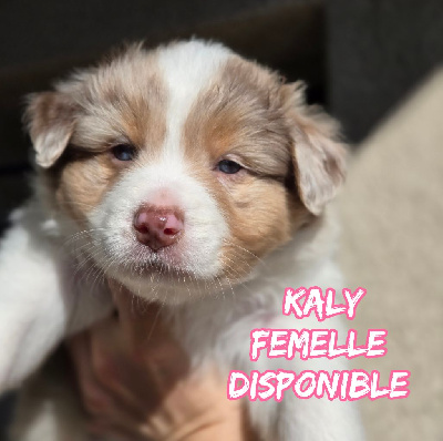 Les chiots de Berger Australien