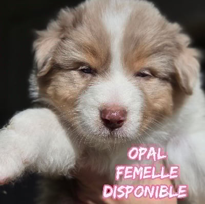 Les chiots de Berger Australien