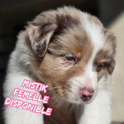 Les chiots de Berger Australien