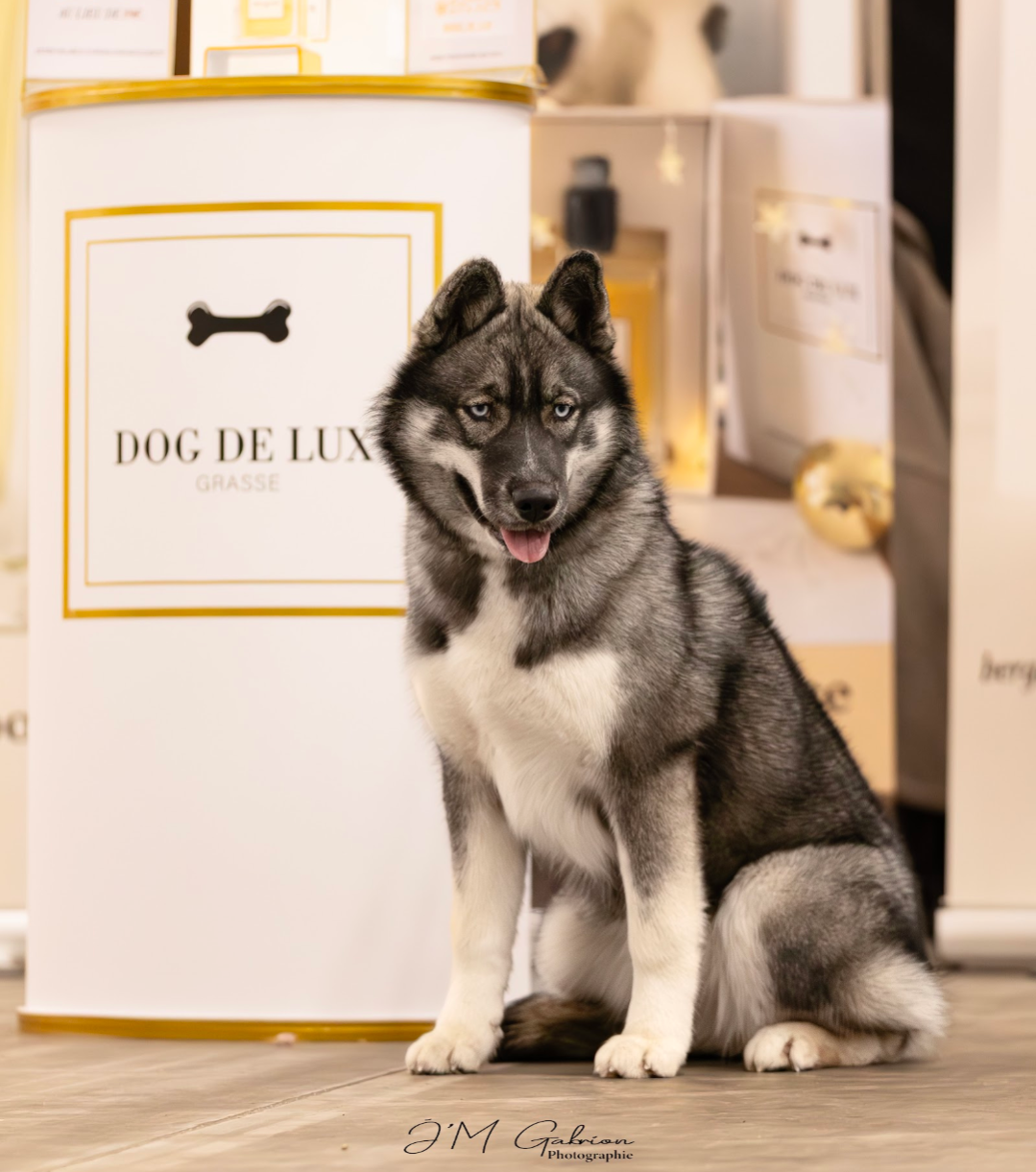 Publication : Des Merveilles Polaires