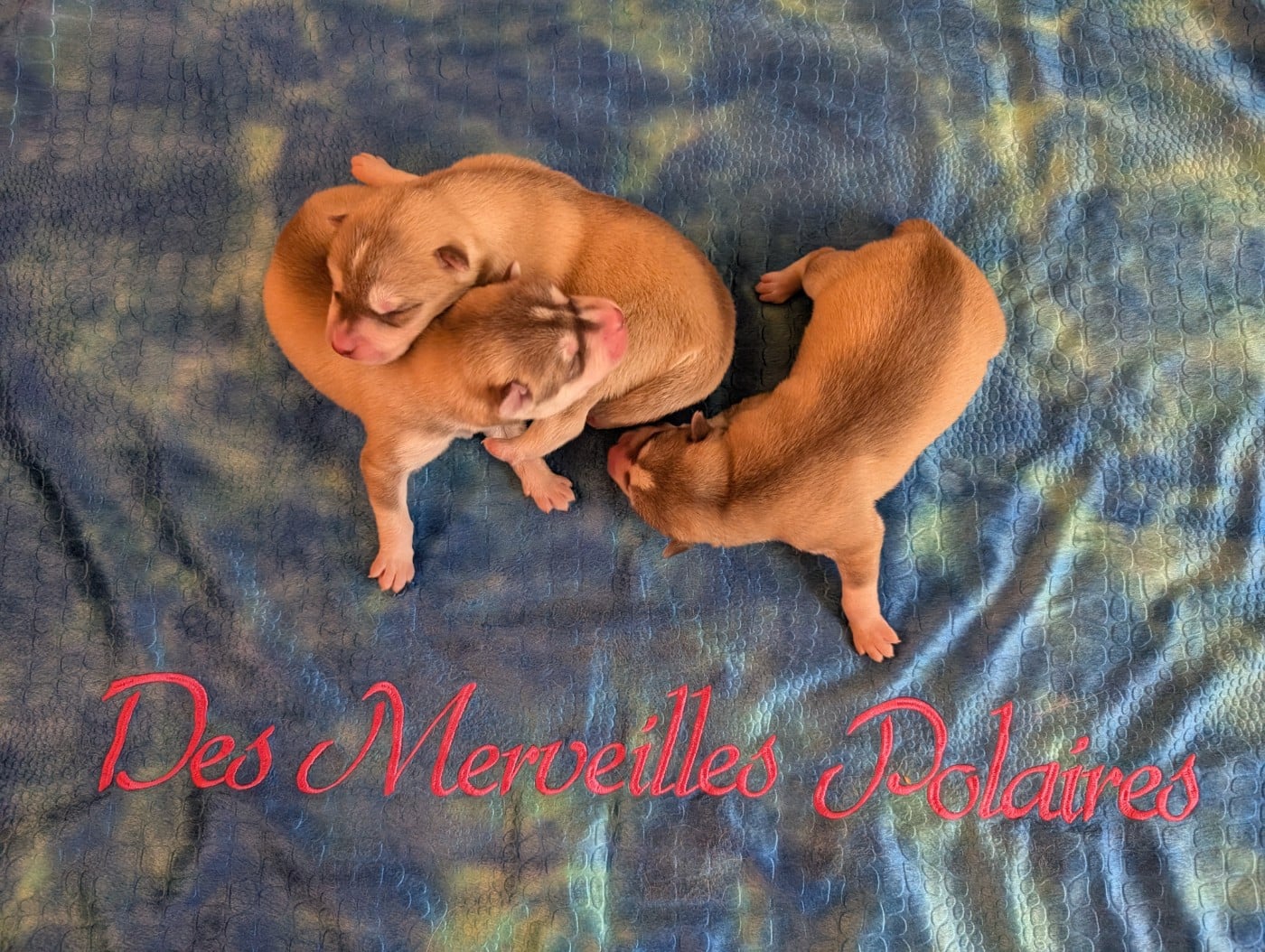 Siberian Husky - Des Merveilles Polaires