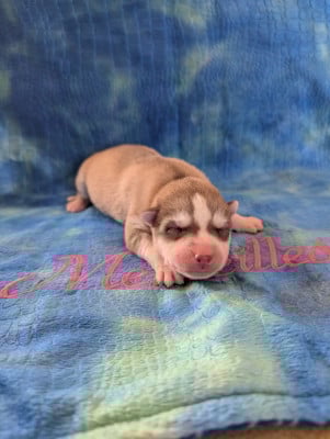 Les chiots de Siberian Husky