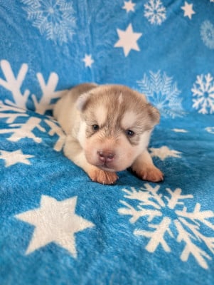 Les chiots de Siberian Husky