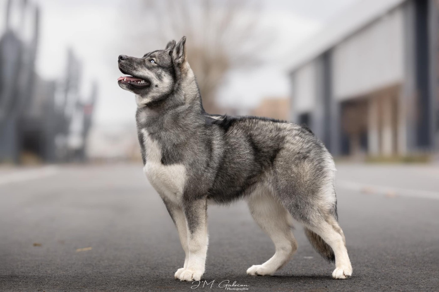 Angel Zorsky - PROMETTEUR