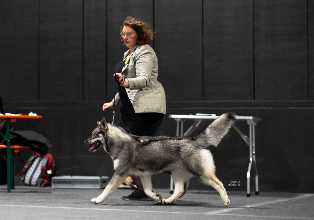 Angel Zorsky - 1er Très PROMETTEUR et MEILLEUR PUPPY