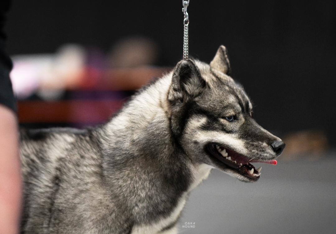 Angel Zorsky - 1er PROMETTEUR