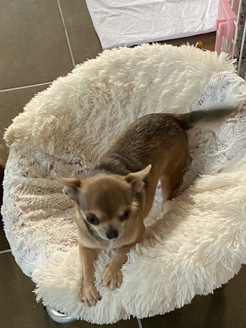 Publication : Rainbow Elves Auteur : Nancy Michel