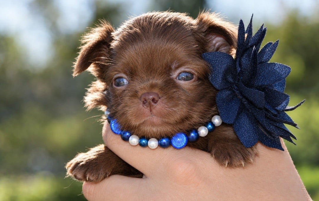 Chihuahua - Blue Dance