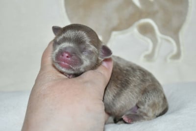 Les chiots de Chihuahua