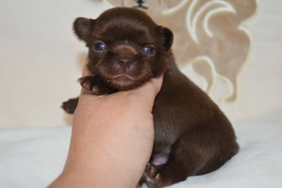 Les chiots de Chihuahua