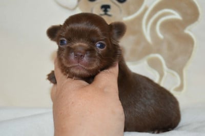 Les chiots de Chihuahua