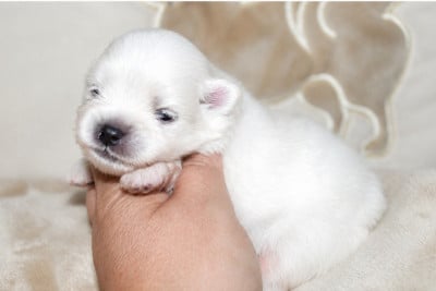 Spitz allemand