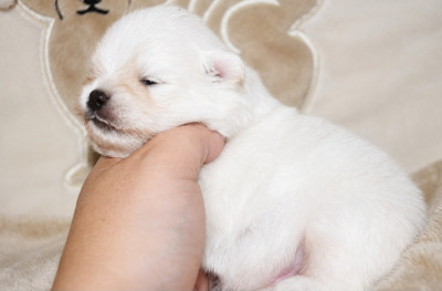 Zao - Spitz allemand