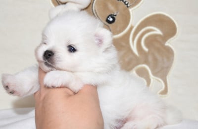 Les chiots de Spitz allemand