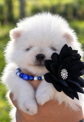 Les chiots de Spitz allemand