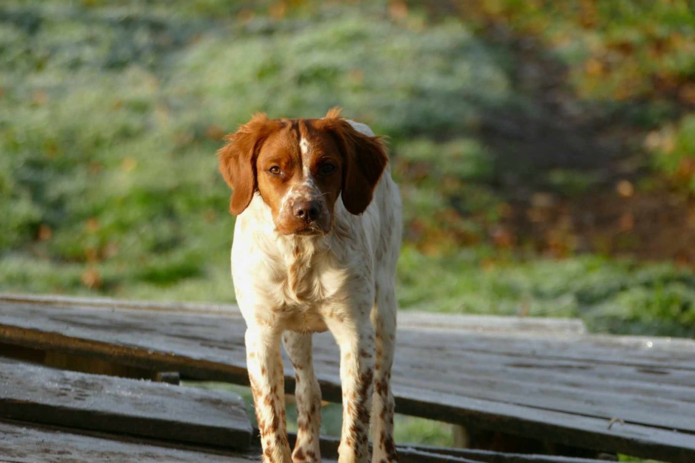 Ulote Du Bois Aux Paons