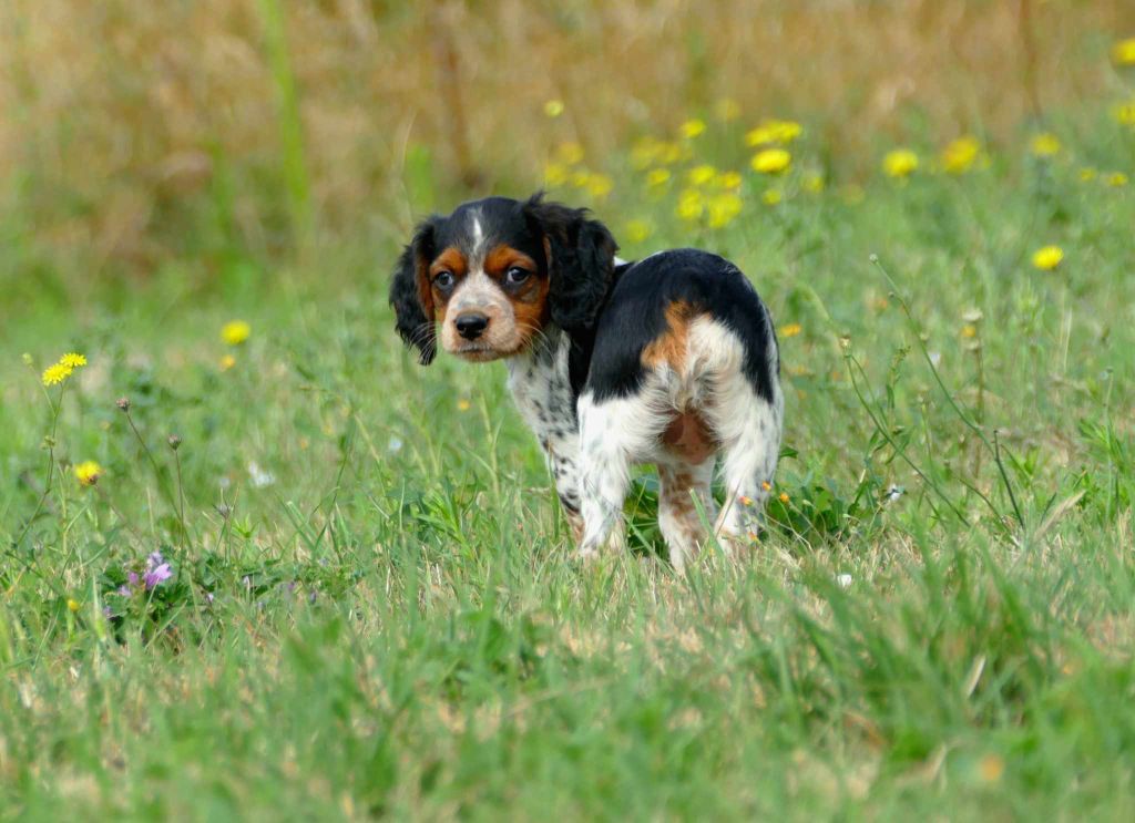 Chiot Epagneul Breton - collier noir Du Bois Aux Paons