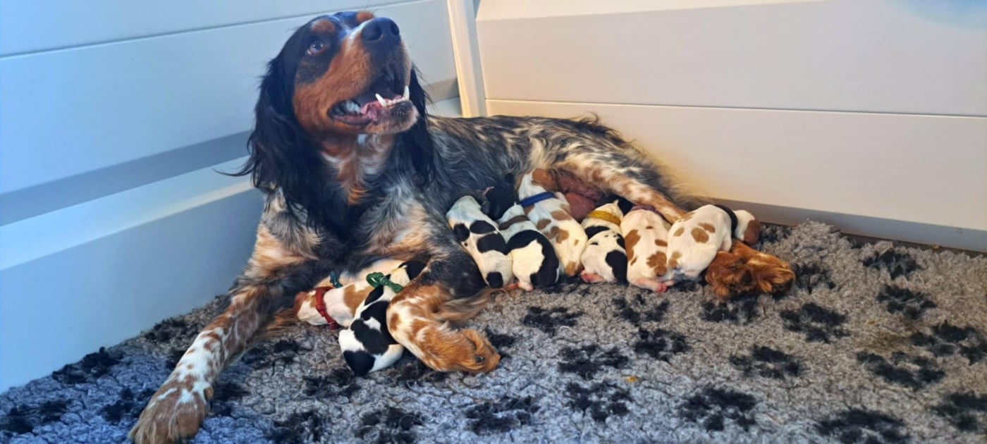 Epagneul Breton - Du Bois Aux Paons