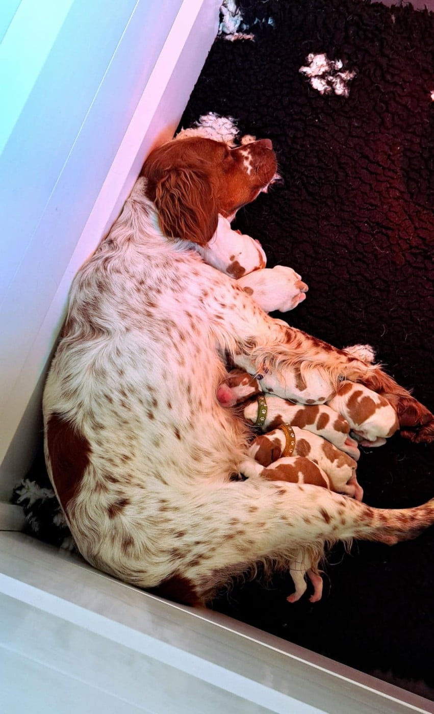 Epagneul Breton - Du Bois Aux Paons