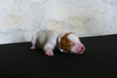 Les chiots de Epagneul Breton