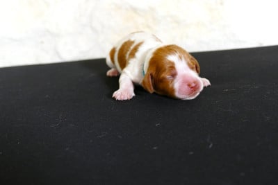 Les chiots de Epagneul Breton