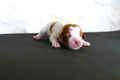Les chiots de Epagneul Breton