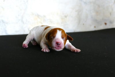 Les chiots de Epagneul Breton