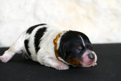 Les chiots de Epagneul Breton